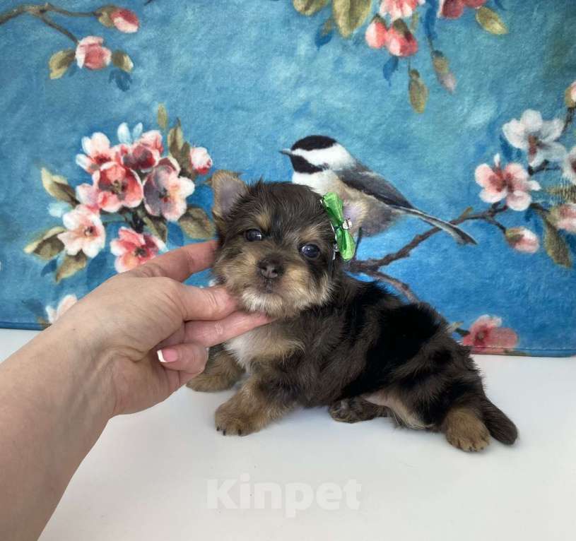 Собаки в Москве: Йорк с зелёно голубыми глазами мальчик стандарт Девочка, 60 000 руб. - фото 7