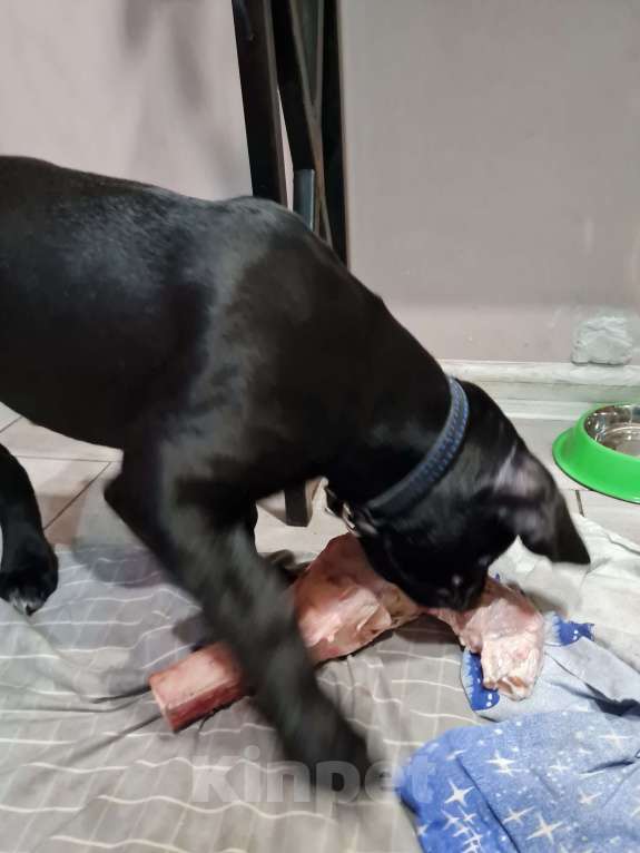 Собаки в Брянске: Жду хозяина и друга! Мальчик, 30 000 руб. - фото 2