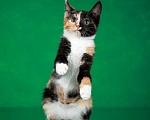 Кошки в Люберцах: Трехцветный котёнок по кличке Юка ищет свою семью. Девочка, 1 руб. - фото 3