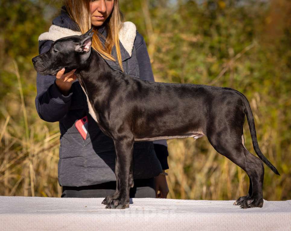Собаки в Санкт-Петербурге: Щенки - Прайтер Мальчик, 75 000 руб. - фото 4