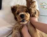 Собаки в Подольске: Продаю очаровательного малыша Мальчик, 20 000 руб. - фото 2