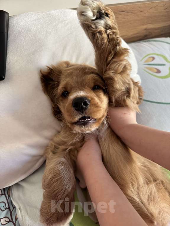 Собаки в Подольске: Продаю очаровательного малыша Мальчик, 20 000 руб. - фото 2