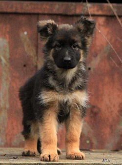 Девочка длинношерстная