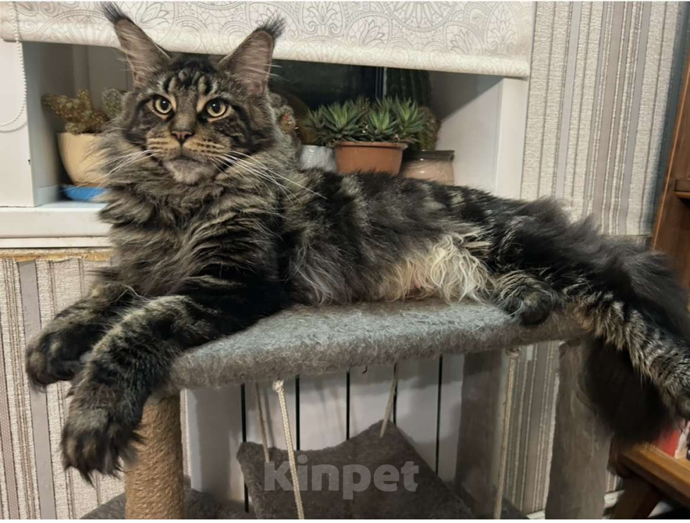 Кошки в Твери: мейн кун котята Мальчик, 40 000 руб. - фото 6