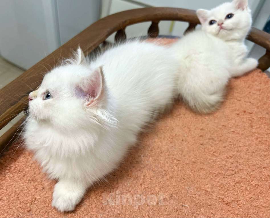 Кошки в Москве: Красавицы кошечки , снежное золото  Девочка, 22 000 руб. - фото 2