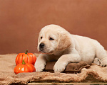 Собаки в Сертолово: Щенки лабрадора из питомника  Мальчик, Бесплатно - фото 4