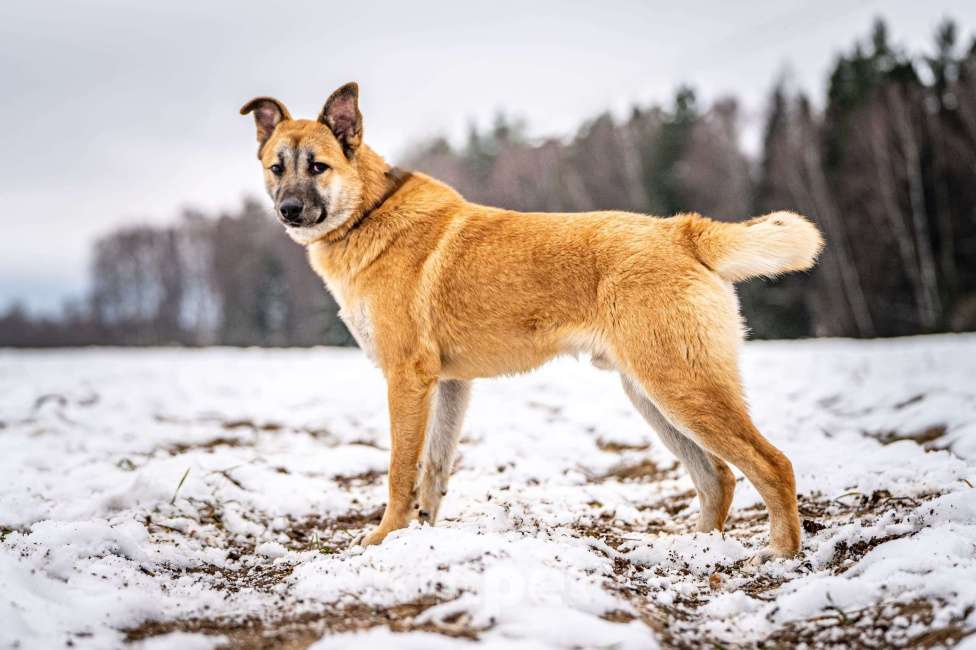 Собаки в Клине: Хорт — серьёзный парень Мальчик, Бесплатно - фото 5