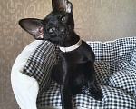 Кошки в Москве: Ориентальная кошка 3 мес Девочка, 37 000 руб. - фото 4