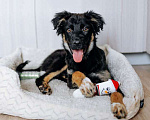 Собаки в Москве: Барни, милый, ласковый, мегаобаятельный щеночек в добрые руки Мальчик, Бесплатно - фото 3