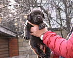 Собаки в Москве: Щенки лабрадора шоколадные  Девочка, Бесплатно - фото 6