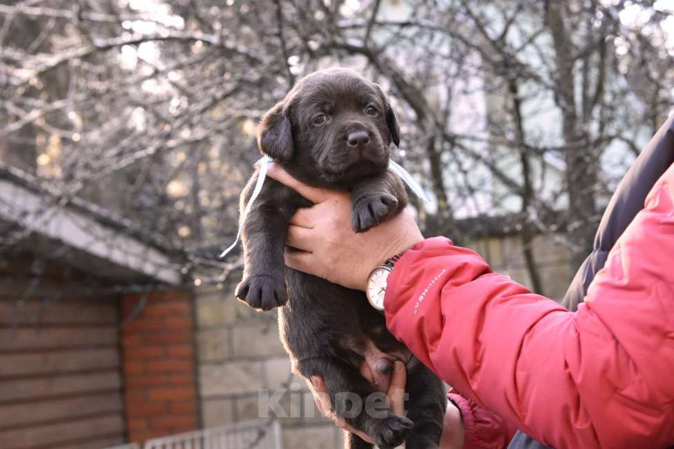 Собаки в Москве: Щенки лабрадора шоколадные  Девочка, Бесплатно - фото 6