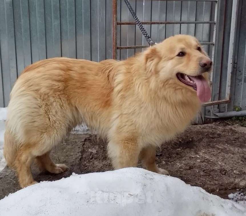 Собаки в Москве: Мягкий и пушистый Лучик ищет дом! Мальчик, Бесплатно - фото 4