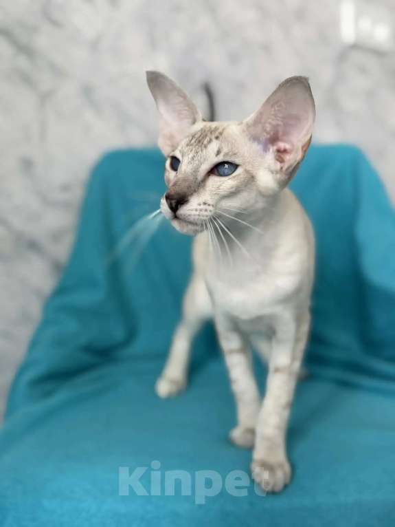 Кошки в Рязани: Ориентальный котенок Девочка, Бесплатно - фото 2