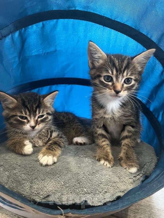 Кошки в других городах Московской области: Серый котенок первый Мальчик, Бесплатно - фото 2