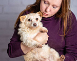 Собаки в Москве: Крошечная собачка Бэмби в добрые руки Девочка, 1 руб. - фото 5