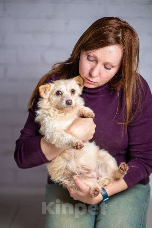 Собаки в Москве: Крошечная собачка Бэмби в добрые руки Девочка, 1 руб. - фото 5
