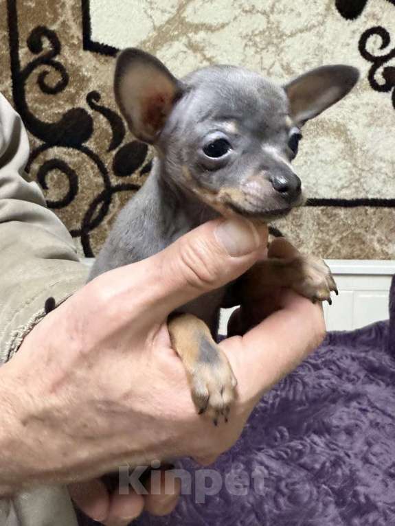 Собаки в Жуковском: Очаровательный мини мальчик тоя Мальчик, 45 000 руб. - фото 2