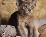 Кошки в Ростове-на-Дону: Европейская Бурма котята Девочка, Бесплатно - фото 3