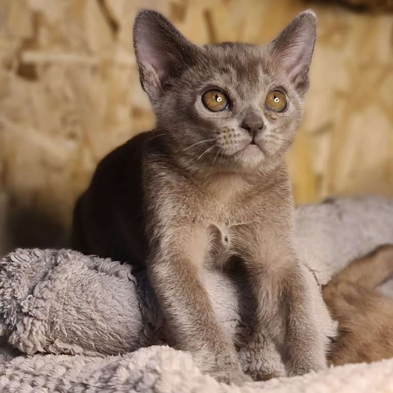 Кошки в Ростове-на-Дону: Европейская Бурма котята Девочка, Бесплатно - фото 3