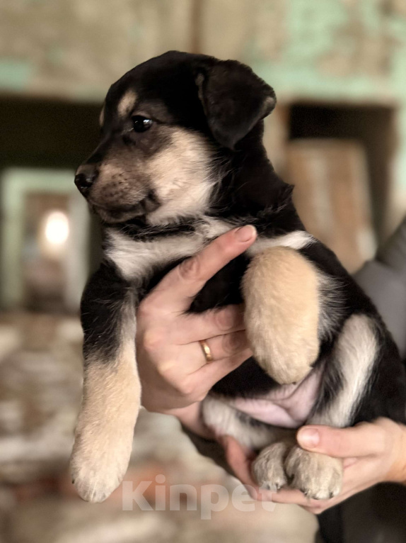 Собаки в Москве: Красивые щенки 2 мес в дар! Дайте шанс стать домашними! Девочка, Бесплатно - фото 2