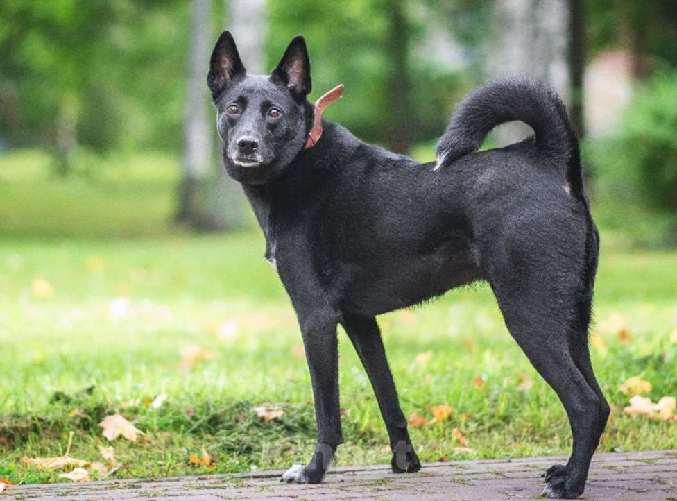 Собаки в Всеволожске: Альма из приюта в добрые руки Девочка, Бесплатно - фото 6