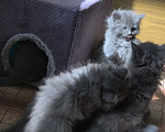 Кошки в Армавире: Продаю умных здоровых котят. Девочка, 3 000 руб. - фото 6
