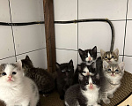 Кошки в других городах Самарской области: Кошки нагуляли нам такое изобилие! Готовы поделиться! Девочка, Бесплатно - фото 6