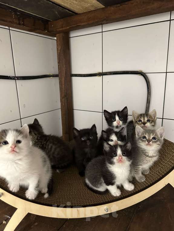 Кошки в других городах Самарской области: Кошки нагуляли нам такое изобилие! Готовы поделиться! Девочка, Бесплатно - фото 6