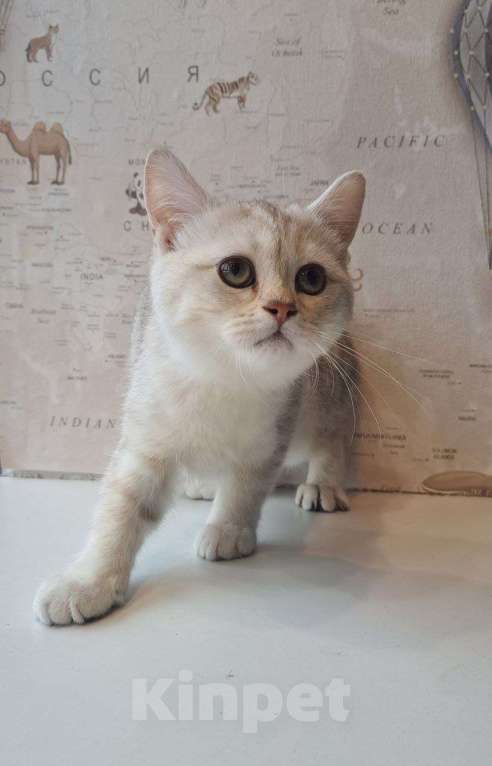 Кошки в Санкт-Петербурге: Британская короткошёрстная серебристая шиншилла Девочка, 10 000 руб. - фото 3