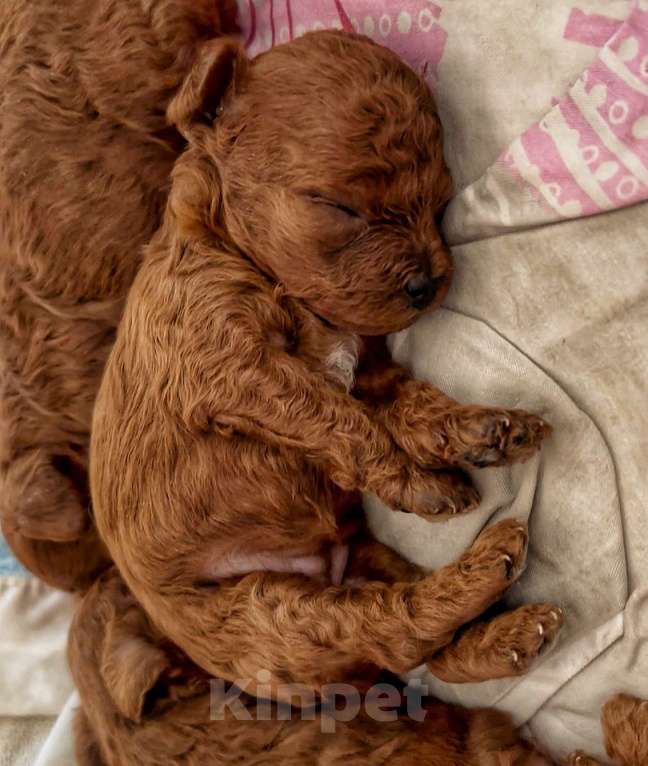 Собаки в Калининграде: Вязкa микpo тикап пудeль Корея Мальчик, 35 000 руб. - фото 7