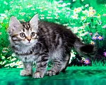 Кошки в Москве: Кошечка Жаннет Девочка, 50 000 руб. - фото 3