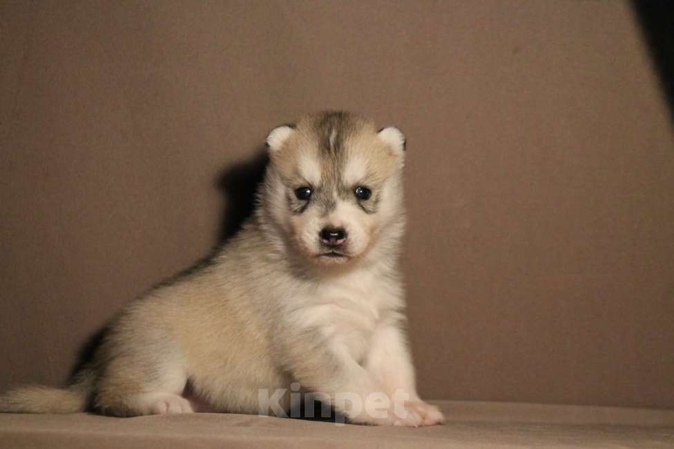 Собаки в Москве: Девочка хаски Девочка, 1 000 руб. - фото 1