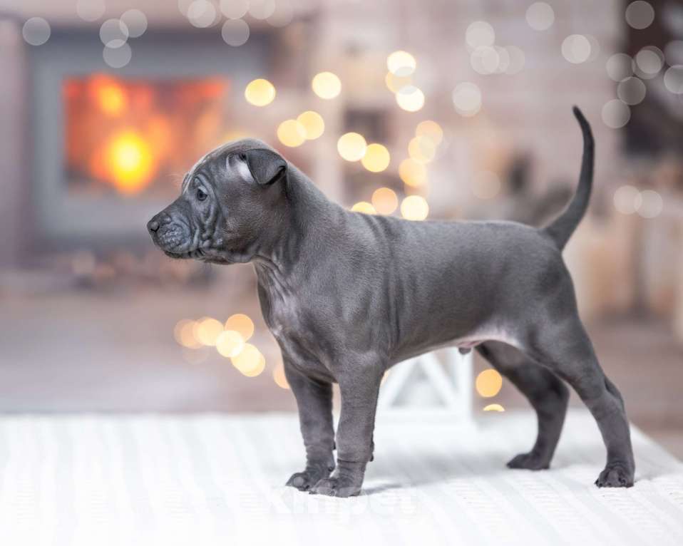 Собаки в Колпино: Голубой мальчик тайских риджбеков Мальчик, 150 000 руб. - фото 1