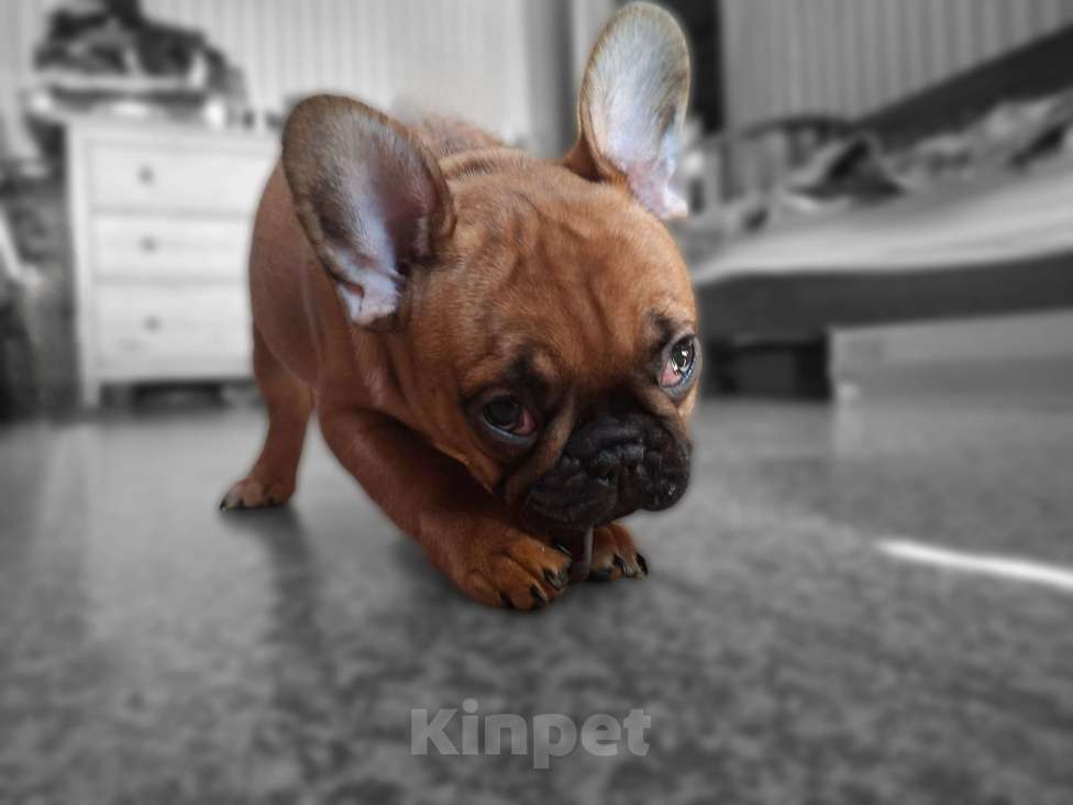 Собаки в Москве: Щенки французского бульдога Девочка, 60 000 руб. - фото 6