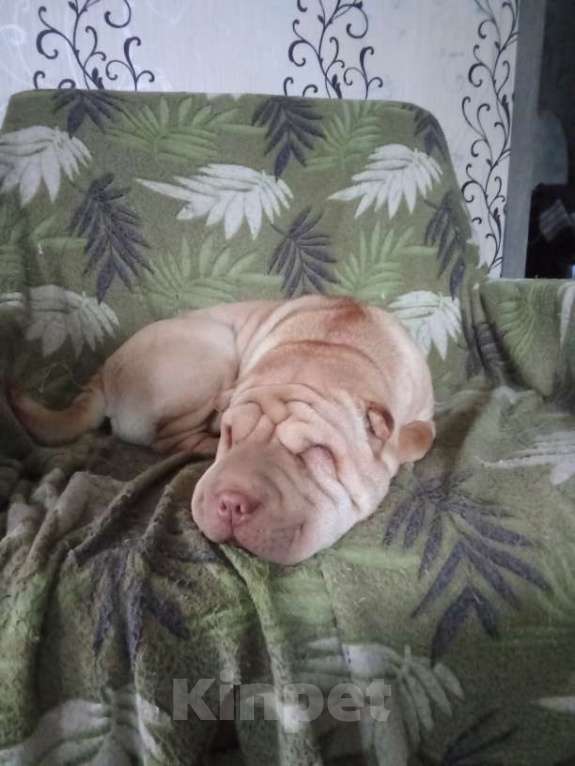 Собаки в Новосибирске: Эрика ищет хозяина! Девочка, Бесплатно - фото 2