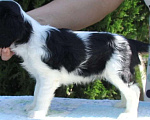 Собаки в Ейске: щенки Кавалер Кинг Чарльз Спаниель Девочка, Бесплатно - фото 1