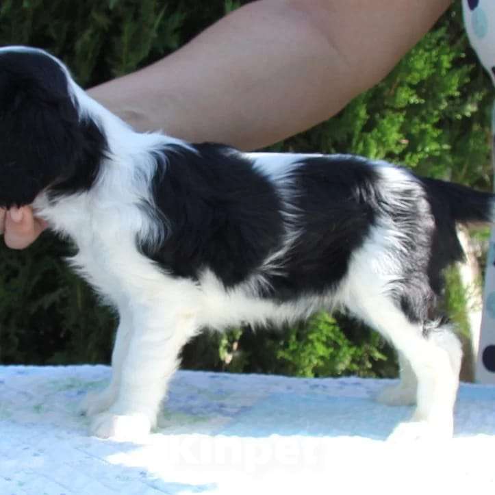 Собаки в Ейске: щенки Кавалер Кинг Чарльз Спаниель Девочка, Бесплатно - фото 1