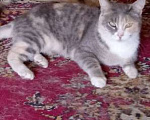 Кошки в Дзержинске: Пропала кошка Девочка, 5 000 руб. - фото 1