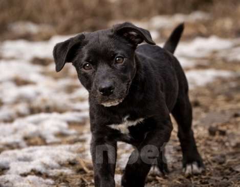 Собаки в других городах Московской области: Жизнерадостная Ника, метис лабрадора Девочка, Бесплатно - фото 1