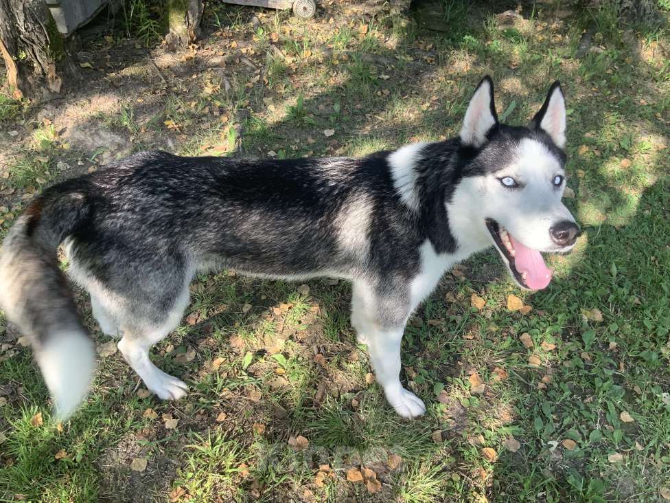 Собаки в других городах Московской области: Найден Хаски в Московской области (Наро-Фаминский район) Мальчик, Бесплатно - фото 5