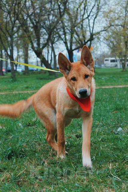 Собаки в Санкт-Петербурге: Рыжая овчарка Арчи в добрые руки Мальчик, Бесплатно - фото 6