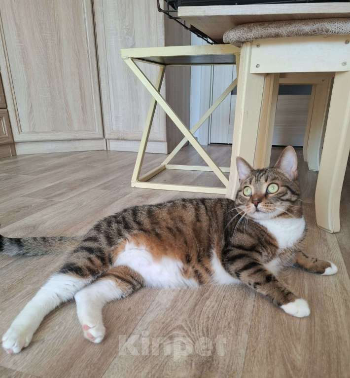 Кошки в Москве: Бруни будет на выставке-пристройстве в Москве Мальчик, Бесплатно - фото 7