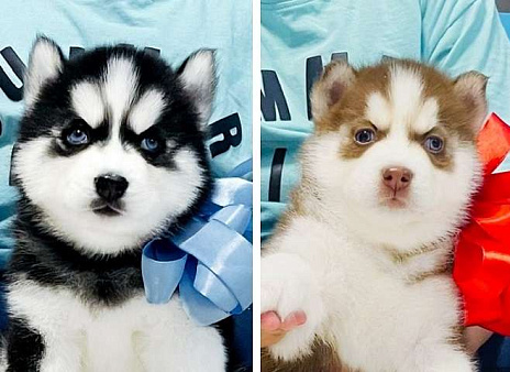 Хаски Щенки Разных окрасов