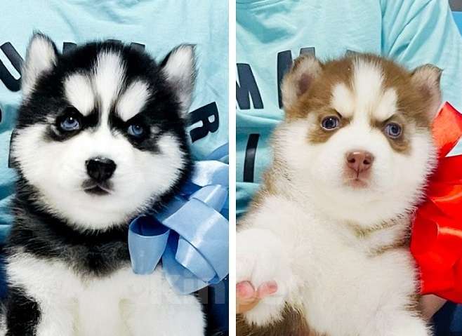 Собаки в Перми: Хаски Щенки Разных окрасов Разнополые, Бесплатно - фото 1