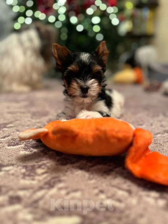 Собаки в Вологде: Очень красивая девочка бивер терьер  Девочка, 120 000 руб. - фото 1