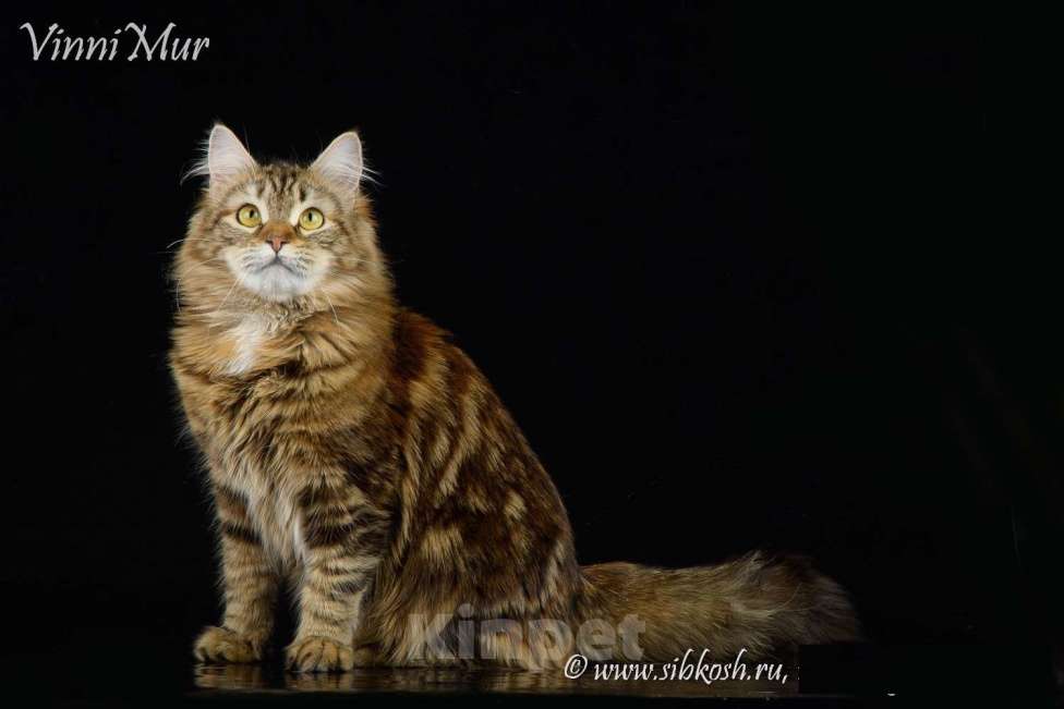 Кошки в Санкт-Петербурге: Молодая сибирская кошка  Девочка, Бесплатно - фото 5