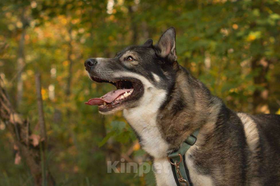 Собаки в Москве: Басти ищет дом Мальчик, Бесплатно - фото 3