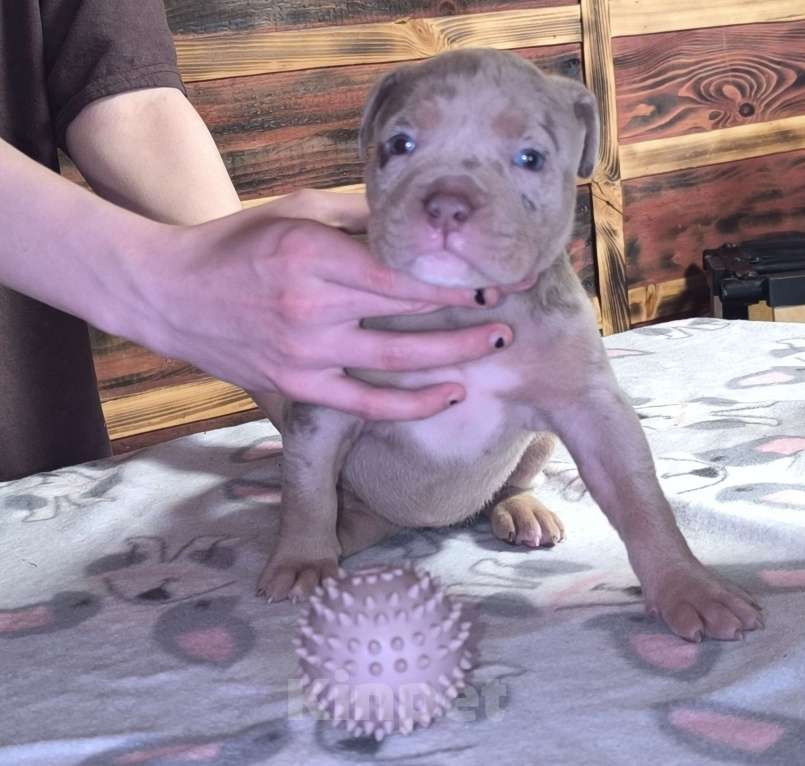 Собаки в Черногорске: Девочка Девочка, 60 000 руб. - фото 2