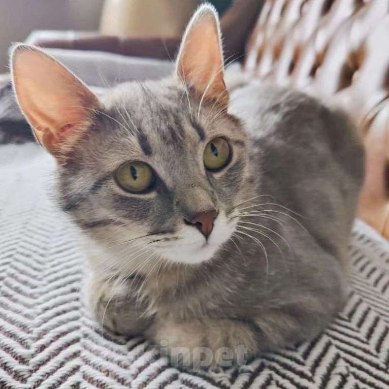 Кошки в Москве: Барселону не замечают, неужели улица? Девочка, Бесплатно - фото 2