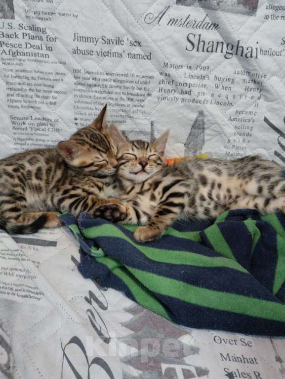 Кошки в Химках: Мальчик 7 декабря родился. Мальчик, 18 000 руб. - фото 2